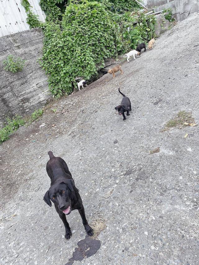 轰轰烈烈的动物，欲钱买轰轰烈烈的生肖（垂钓爱好者遇上流浪黑狗）