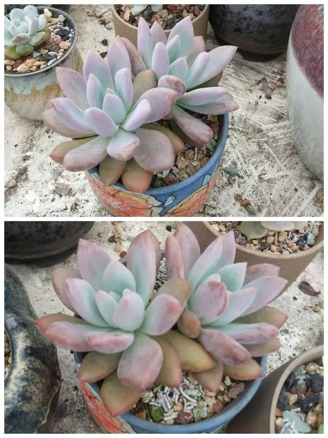 红唇多肉如何养，红唇多肉怎么养出多头（阳台党一样可以养出漂亮的多肉）