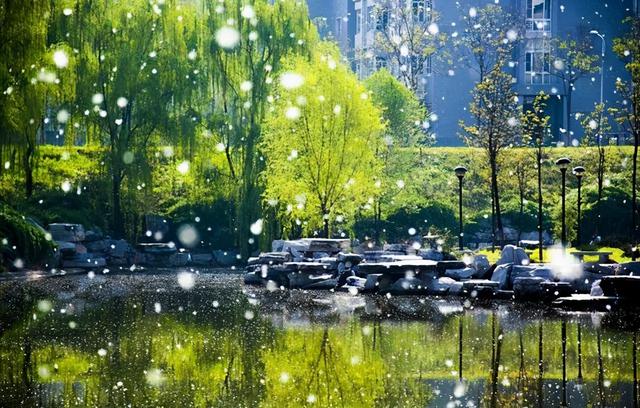 杨花是花吗，杨花是杨树的花吗（苏轼和韵朋友一首杨花词）