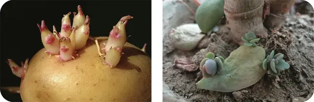 什么是无性生殖，嫁接为什么是无性生殖（生物的无性生殖知识点）