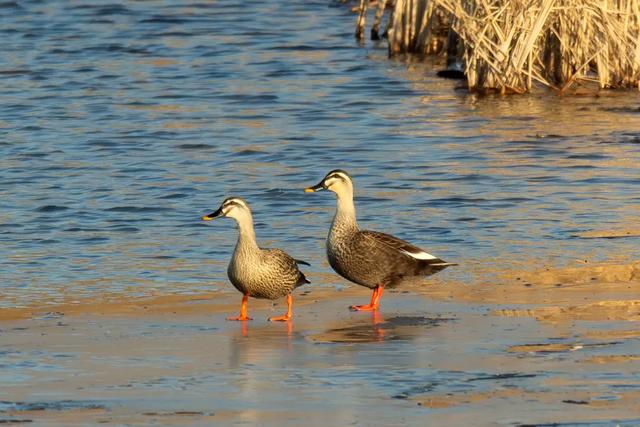 野鸭的种类有哪些，野鸭子有哪几种（TA就是野鸭中最靓的仔）