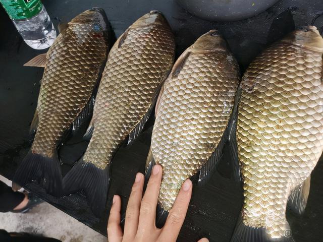 深秋怎樣釣鯪魚,晚秋鯿魚怎麼釣(只要人不跑,解決起來就很簡單)