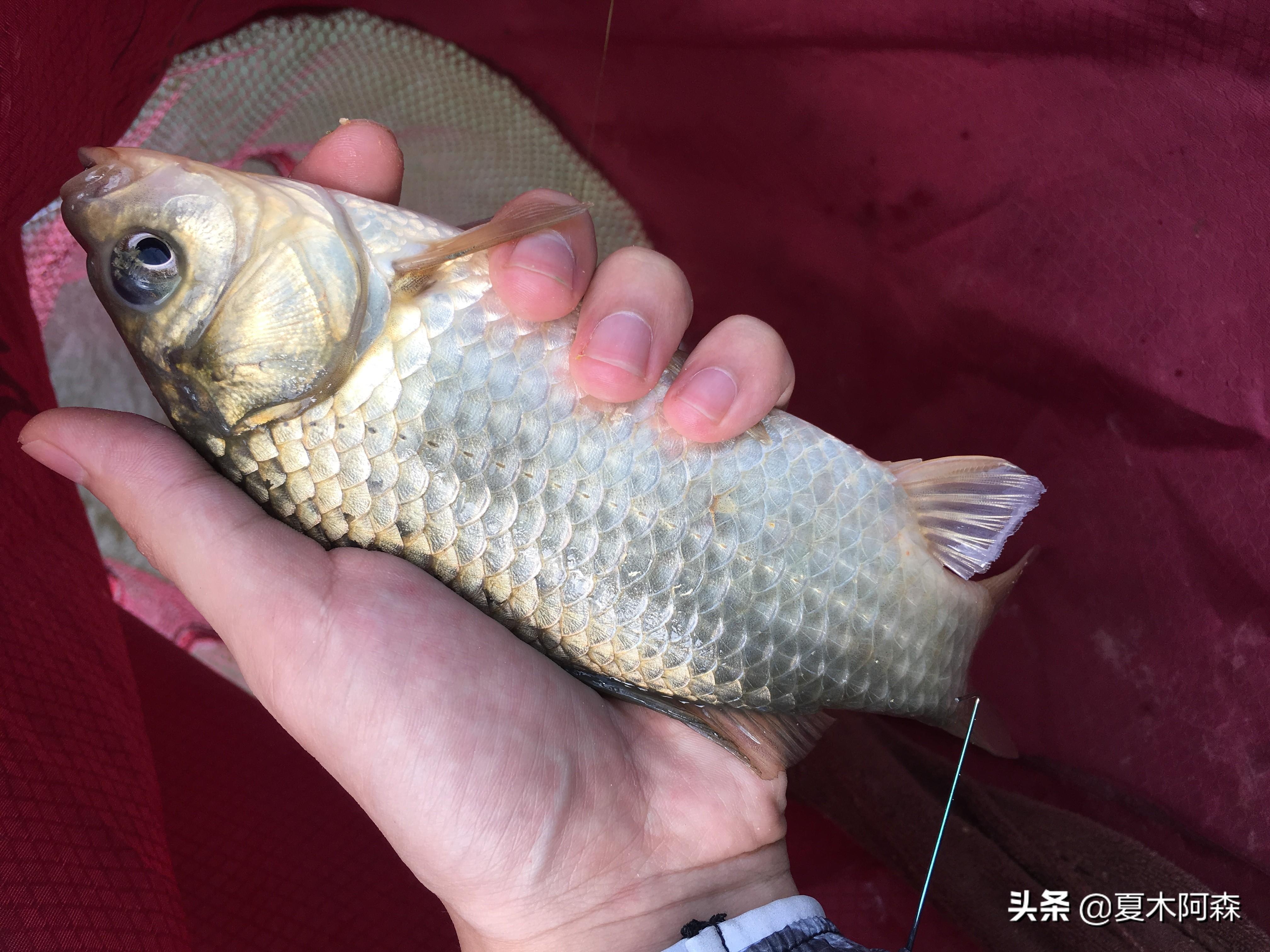 冬季野钓鲫鱼实战技巧全解析：选位、饵料、调漂一网打尽，助你寒天爆护！