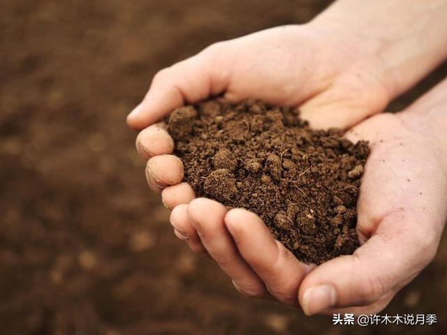 根瘤病用什么农药治,治疗根瘤病的药(月季癌症得了一个传染一大片) 根瘤病用什么农药治,治疗根瘤病的药(月季癌症得了一个传染一大片)