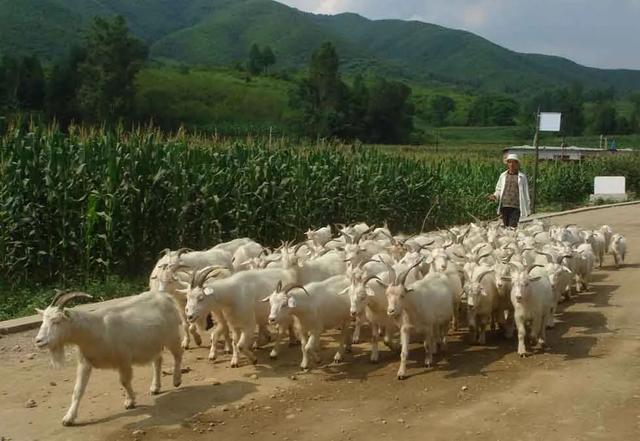 领头羊比喻什么人,领头羊比喻什么人(羊群中必定有一只领头羊)