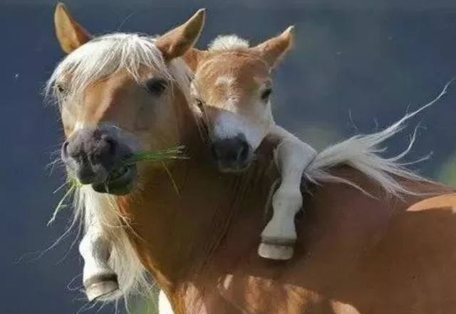 孕妇梦见马什么含义，怀孕梦见马什么意思（孕妈梦到骏马、梦到“龙”）