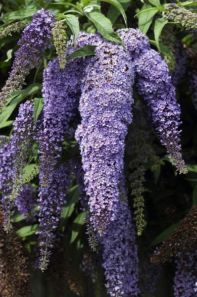 百日菊有毒吗，百日菊为啥叫百日菊（十分难得一见的各种花名介绍）