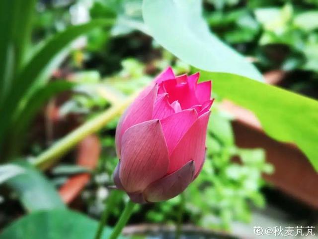 紫薇花什么季节开花，紫薇什么时候开花（温度高也不休眠）