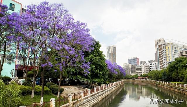蓝花楹的花语，因一棵树而恋上一座城