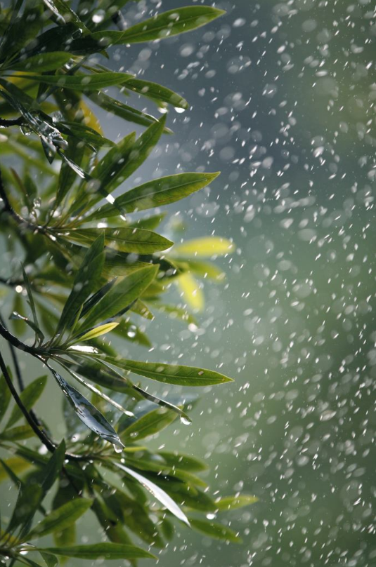 含雨的诗句，含雨的诗句连续两句（诗词鉴赏-十三首夏雨诗词）