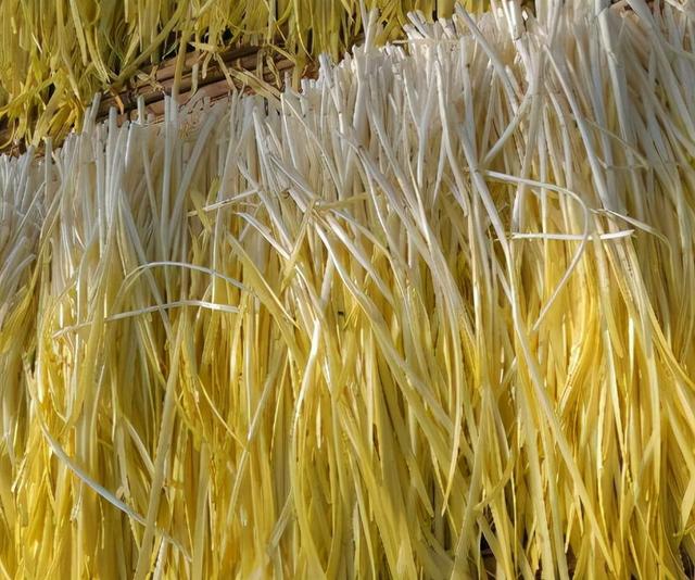 韭黄是什么东西，韭黄到底是什么（被誉为“菜中黄金”）