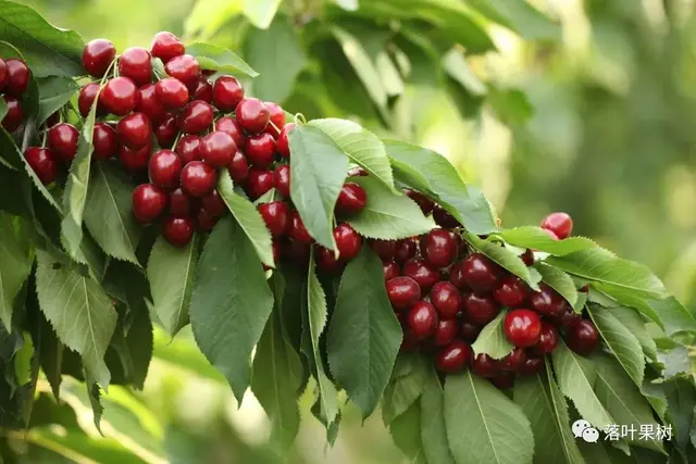 樱桃的特点，欧洲波兰甜樱桃与酸樱桃的商品化栽培历程（樱桃的特点）