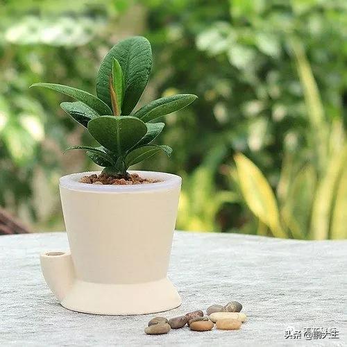 橡皮树的寓意是什么，花匠带你养花之橡皮树养护知识大全