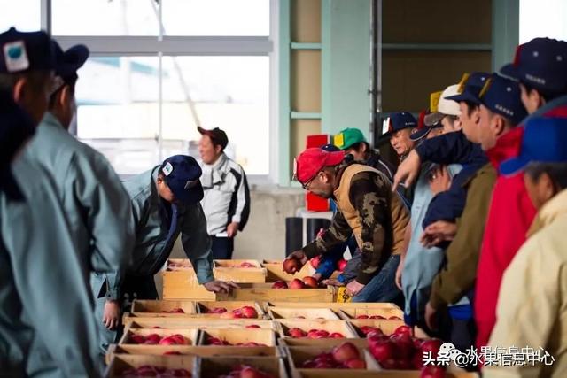 果蜜是什么，柠檬果蜜是什么（走进日本苹果第一大县“青森县”）