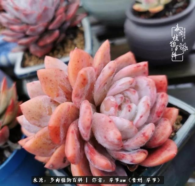 晴天橙子可爱头像微信，晴天橙子可爱头像（有多少次的会心一笑，全因多肉）