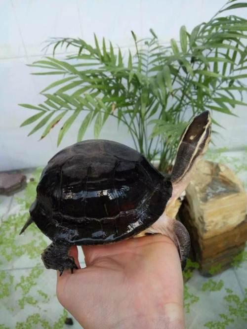 乌龟种类有哪些，乌龟种类有哪些品种（陆龟和水陆两栖龟区别）