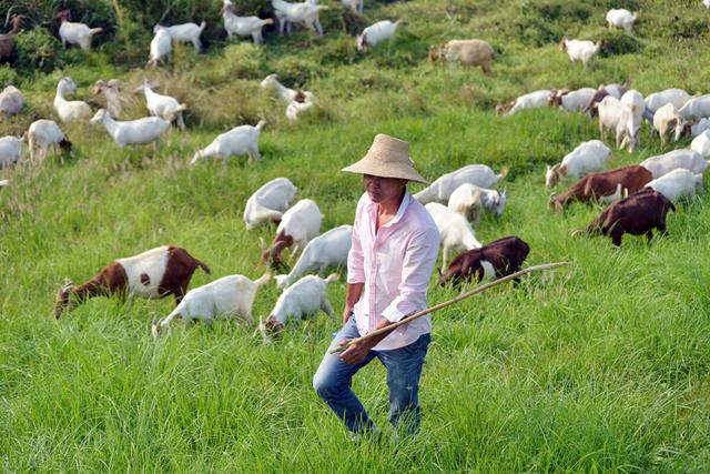 养羊的利润与成本，养羊年利润（一年能有多少利润）