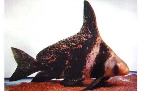 飞凤鱼吃什么食物，飞凤鱼吃什么食物好（哪种工具鱼适合你的鱼缸）