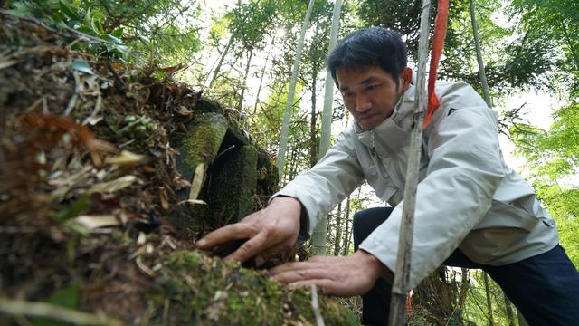 坟茔读音，坟茔读音怎么读（追寻1343座无名红军墓背后的故事）