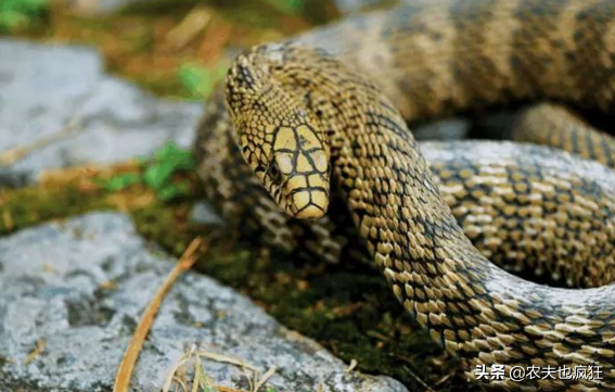 无毒蛇有哪些(同体积的王锦蛇能打得赢过山峰吗)