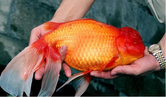 金鱼是动物吗，金鱼是什么动物（在水里几乎没有天敌）