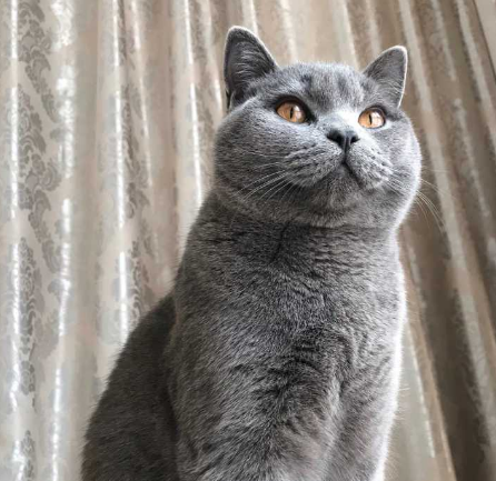 母猫会发腮吗，公猫会发腮吗（想养大圆脸猫咪的铲屎官）