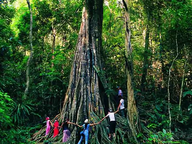树木名称，知识，铁刀木与铁力木的区别（100种树木名称）