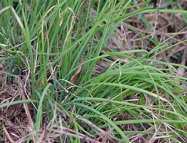 野葱和野蒜的区别,野葱和石蒜的区别(若遇到别整株挖走)