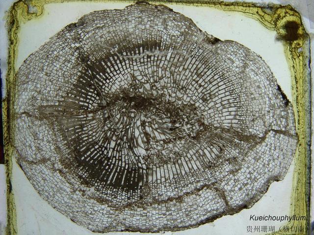 地球自转示意图，地球自转昼夜交替示意图（3.7亿年前一天大约22小时）