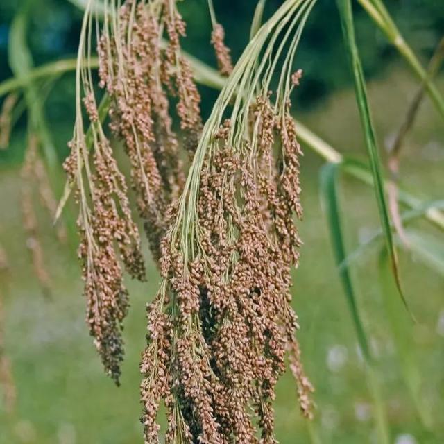 黍子图片植物图片,黍子图片(吃了多年大黄米面年糕黏豆包粽子)