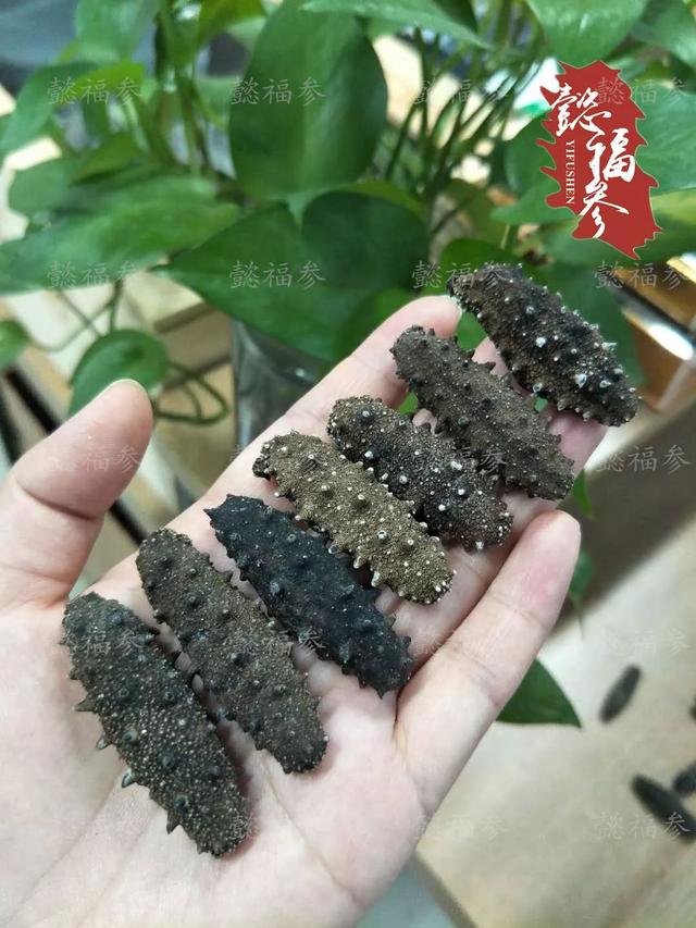 鲜海参怎么保存，杀好的新鲜海参怎么保存（海参该如何保存）