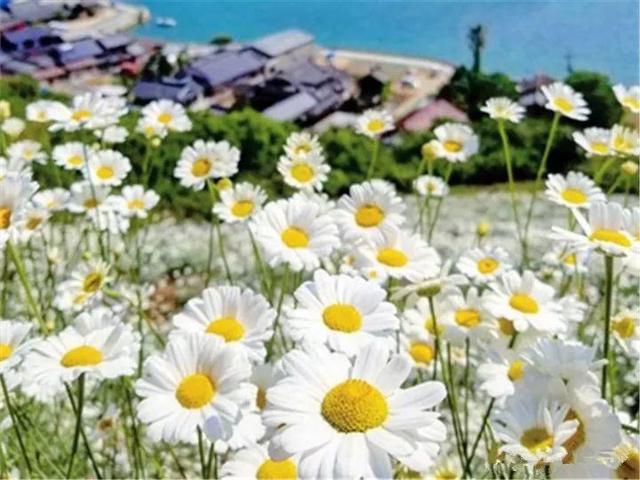 家里有鼻涕虫怎么消灭，鼻涕虫怎么彻底消灭（自制天然杀虫水）