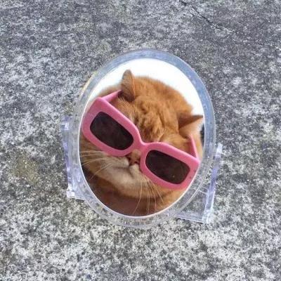 植物大战僵尸头像，植物大战僵尸6人团头微信（在吗？组队换头像啦）