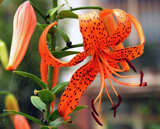 百合花的特点，挖了熬粥、做饮料（小练笔百合花的特点）