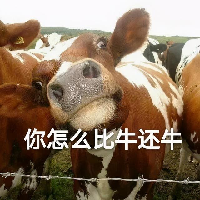 cows是什么意思，horse是什么意思（英语到底是cow、bull还是ox）
