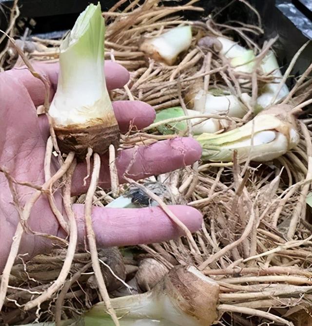 鸢尾花的寓意是什么，鸢尾花是什么含义（全球70000多个品种的这类植物原来都叫鸢尾）