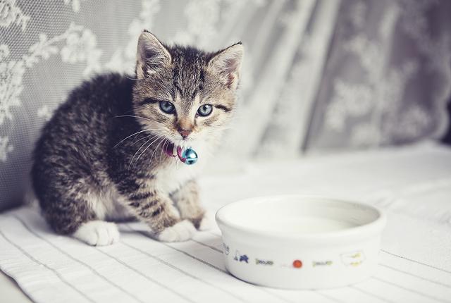 猫咪可以喝什么奶，猫可以喝什么牛奶（其实小奶猫本身可以喝牛奶）