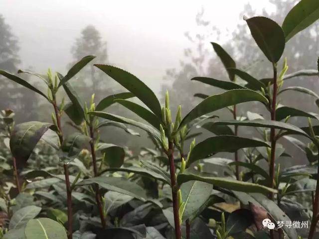 黄山毛峰属于什么茶，毛峰茶叶多少钱一斤（带您了解真正的黄山毛峰）