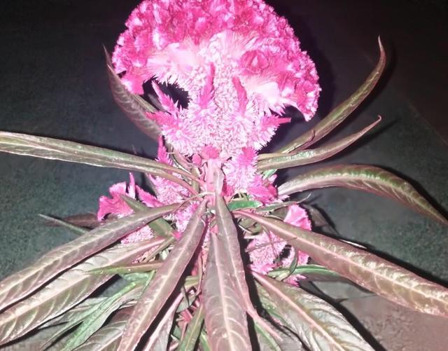 鸡冠花什么时候开，鸡冠花什么时候开花（鸡冠花什么时候开花一天之内）