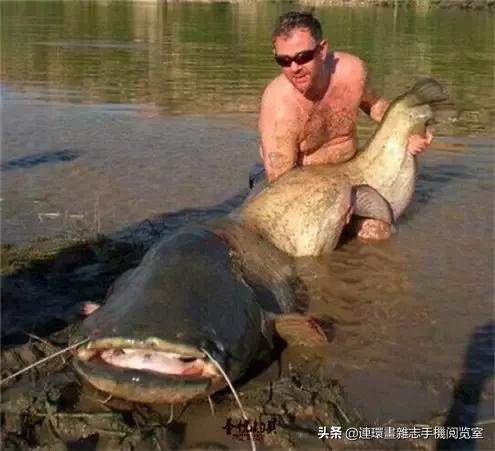 淡水鱼都有什么鱼，钓鱼人一定要知道的二十种淡水鱼（中国常见的20种淡水鱼）
