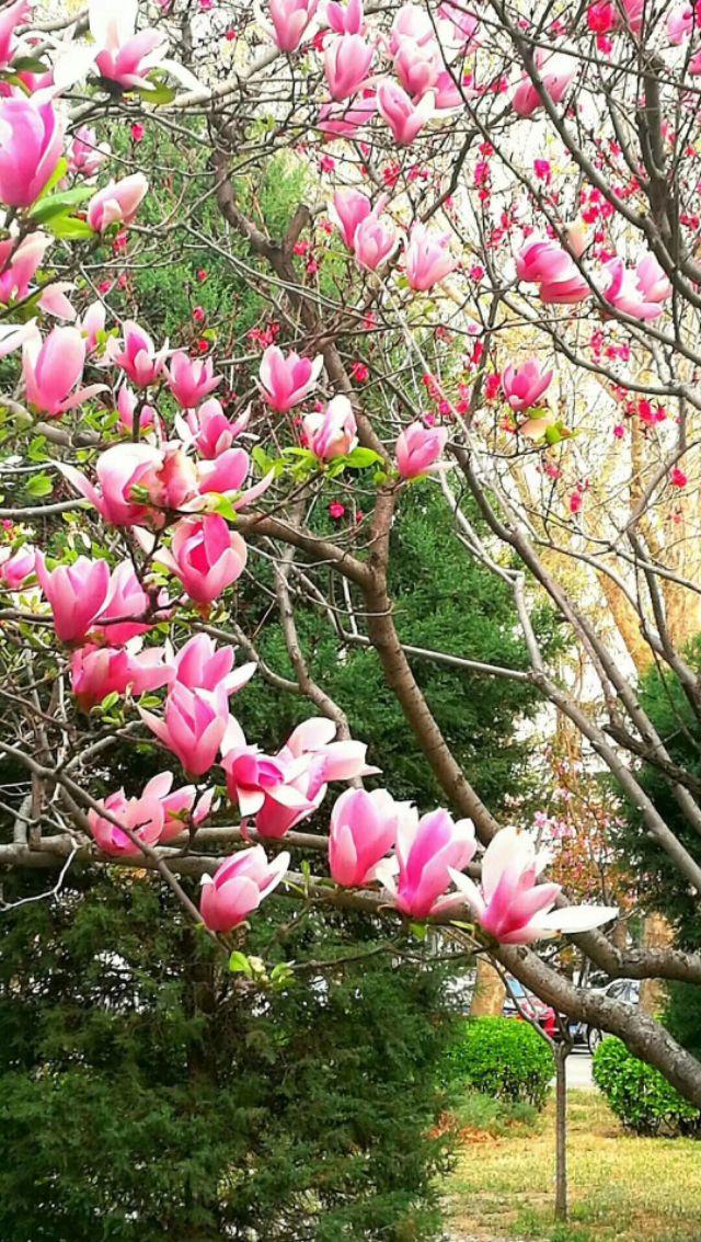 关于桃花最出名的诗句，关于桃花最出名的诗句有哪些（86句关于桃花的唯美诗句）
