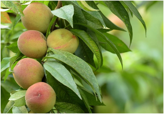 湖南有哪些特色水果，湖南人最全山里野果子