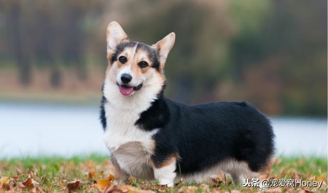 威尔士小短腿柯基犬，柯基犬备受英国皇室成员的青睐