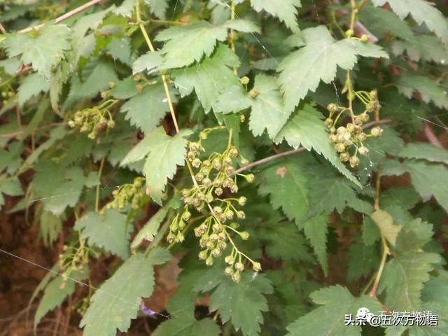 绣线菊亚科植物多具瞢荚果,少为蒴果,瞢荚果由离生心皮发育而来,是初生性状，或原始性状,蒴果由合（草莓上的小麻点真的只是种子吗）