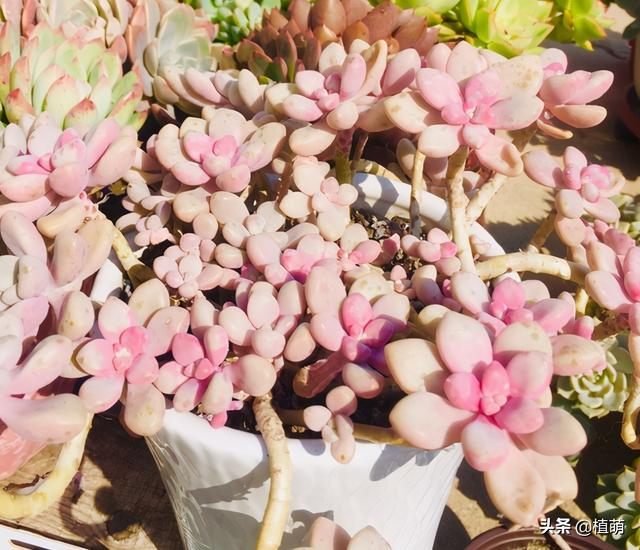 为什么我的多肉植物艾伦一直不长，多肉艾伦变绿（一样能养出粉色的艾伦）