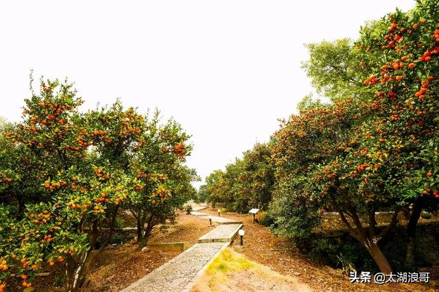 白枣吃了有什么作用急急急，白枣的营养价值及功效（开启了太湖洞庭一年的花果飘香）