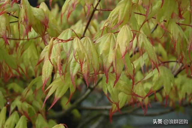什么样的枫树填空。，什么的枫树填空词语二年级（增添了花园四季色彩之美）