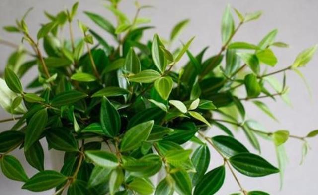 白脉椒草开花，这种植物叫什么（这样养一养，想不开花都难）