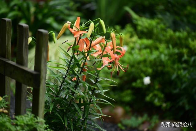 百合几月份开花，百合花什么时候开花（盛开在初夏的橙色花园）