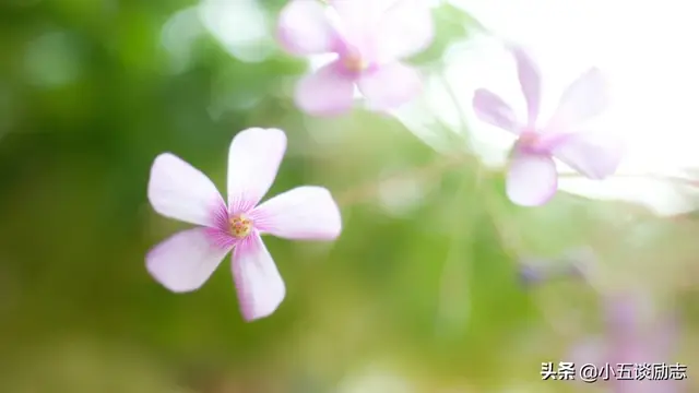 人生短暂别在犹豫不决中荒废了时光，人生那么短暂哪有时间让你去犹豫（时光悄然流逝，珍惜方得始终）